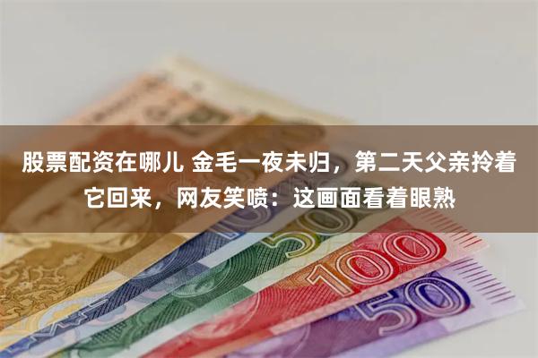 股票配资在哪儿 金毛一夜未归，第二天父亲拎着它回来，网友笑喷：这画面看着眼熟